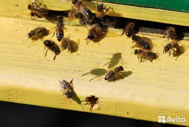 Пчёлы (пчёлы карпатской породы) купить на Зозу.ру - фотография № 3
