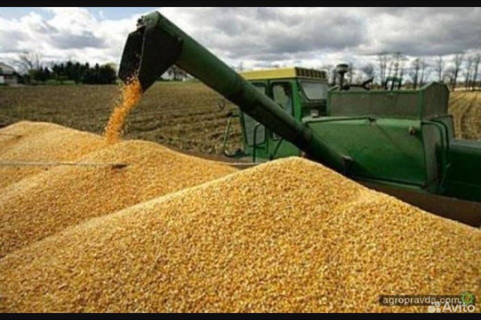Кукуруза,пшеница,ячмень,комбикорм купить на Зозу.ру - фотография № 2