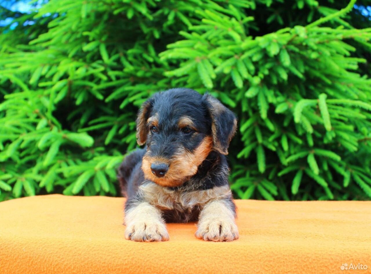 Эрдельтерьер Купить Щенка В Казани