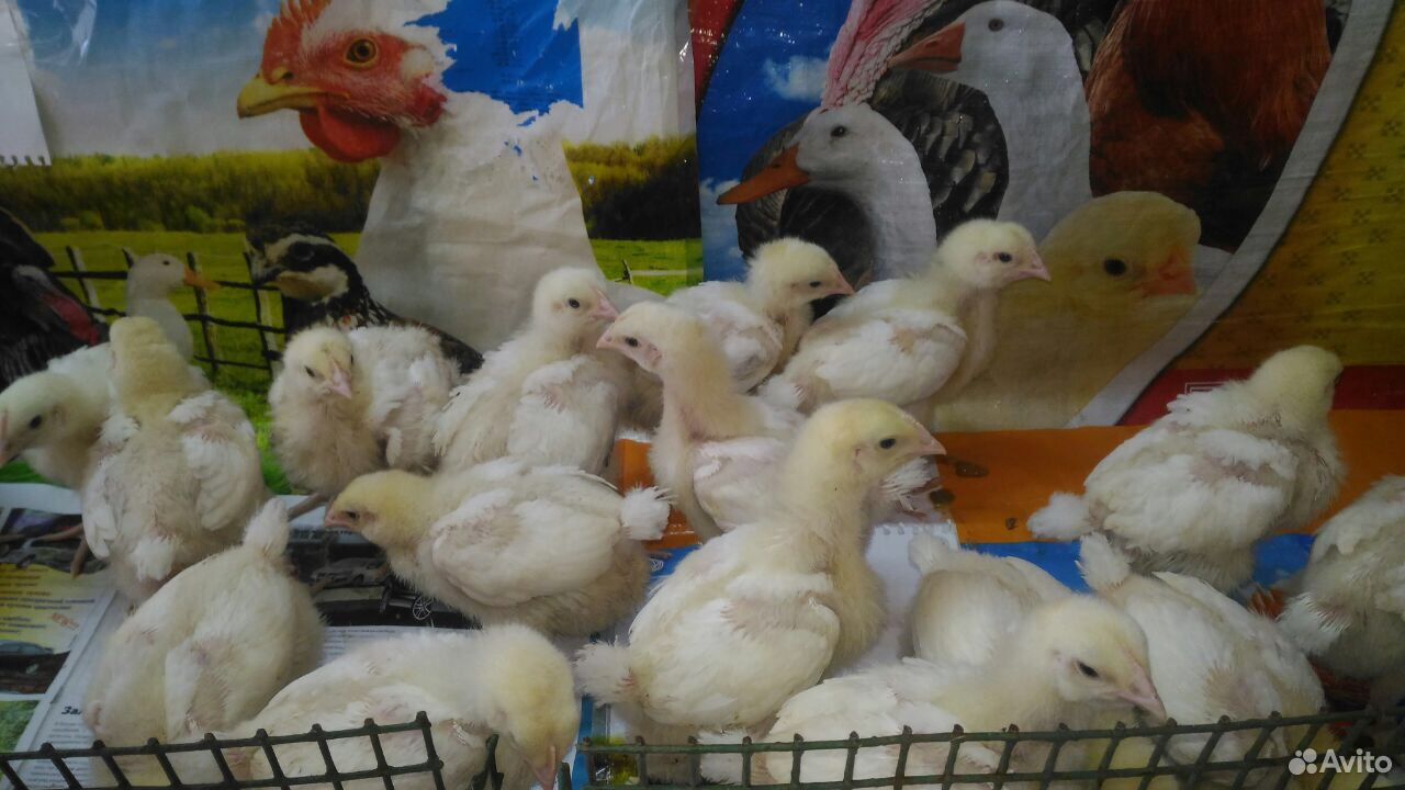Купить цыплят бройлеров в крыму. Кто продает цыплят в с большие Ключищи в настоящее время.