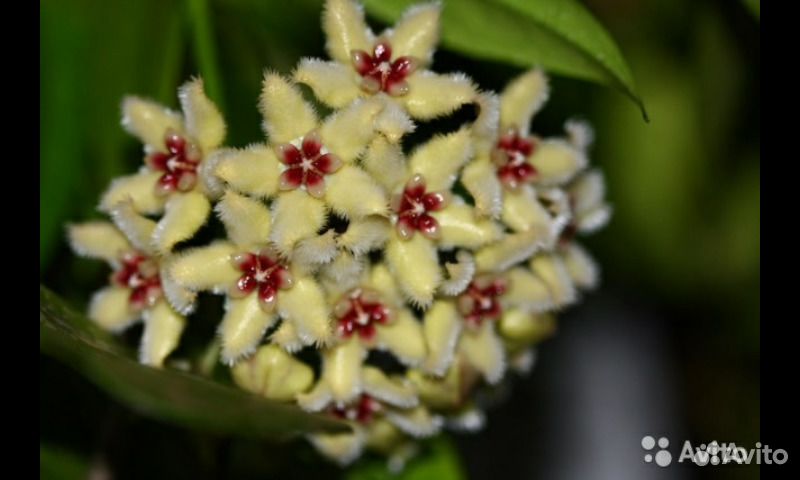 Хойя acicularis фото