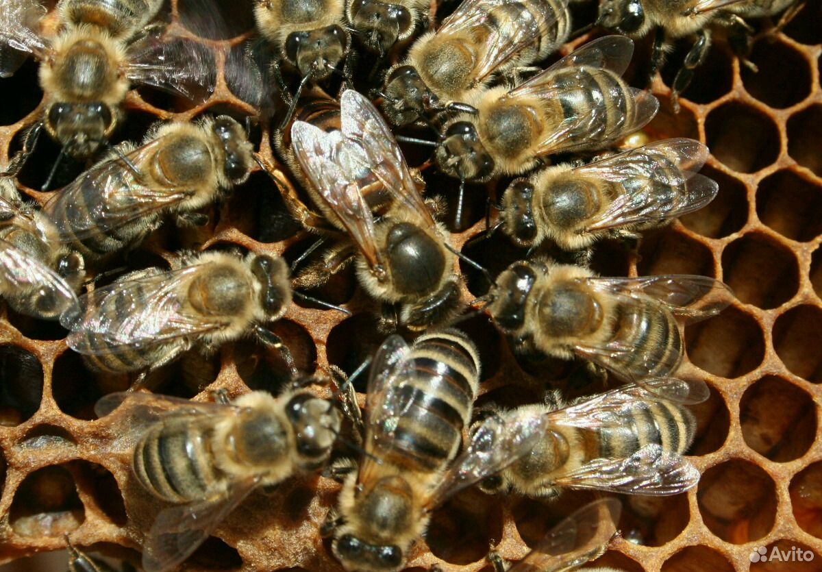 Породы пчел купить