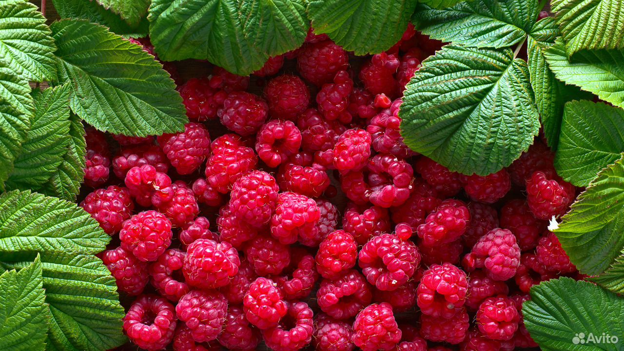 Лесные ягоды купить на Зозу.ру - фотография № 4