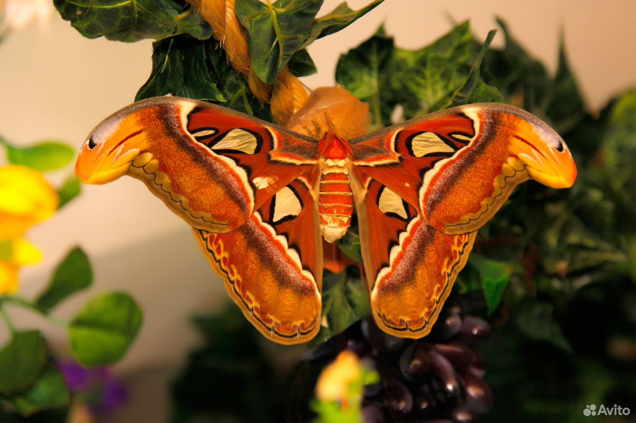 Музей бабочек тропический рай