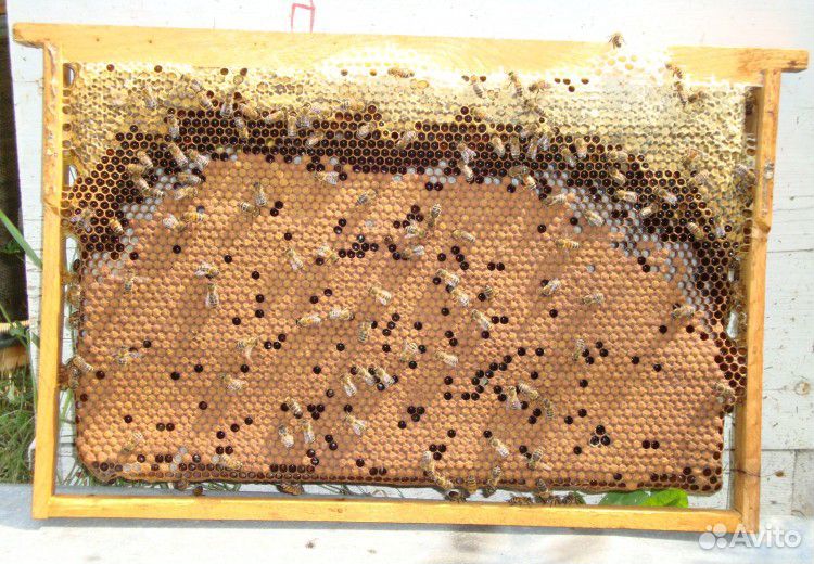 Пчелы, пчелосемьи г. Шарыпово купить на Зозу.ру - фотография № 2
