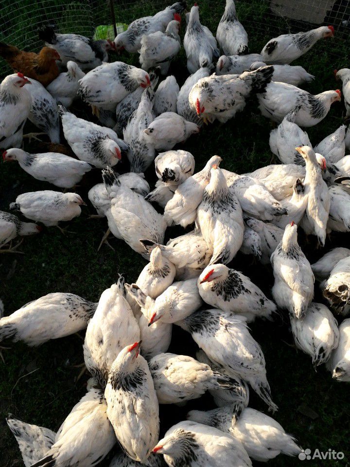Подрощенные цыплята купить на Зозу.ру - фотография № 10