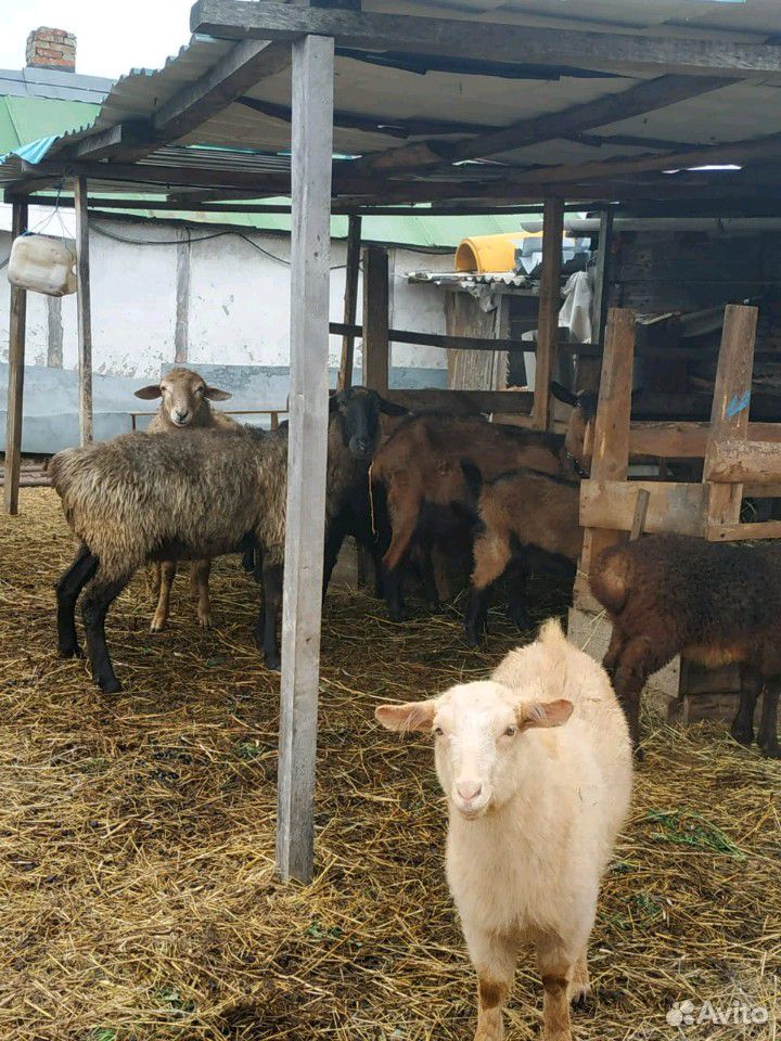 Дойные козы и овцы купить на Зозу.ру - фотография № 2