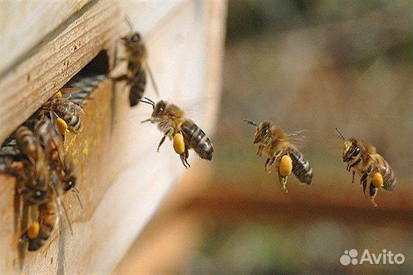 Продам набор пчеловода купить на Зозу.ру - фотография № 1