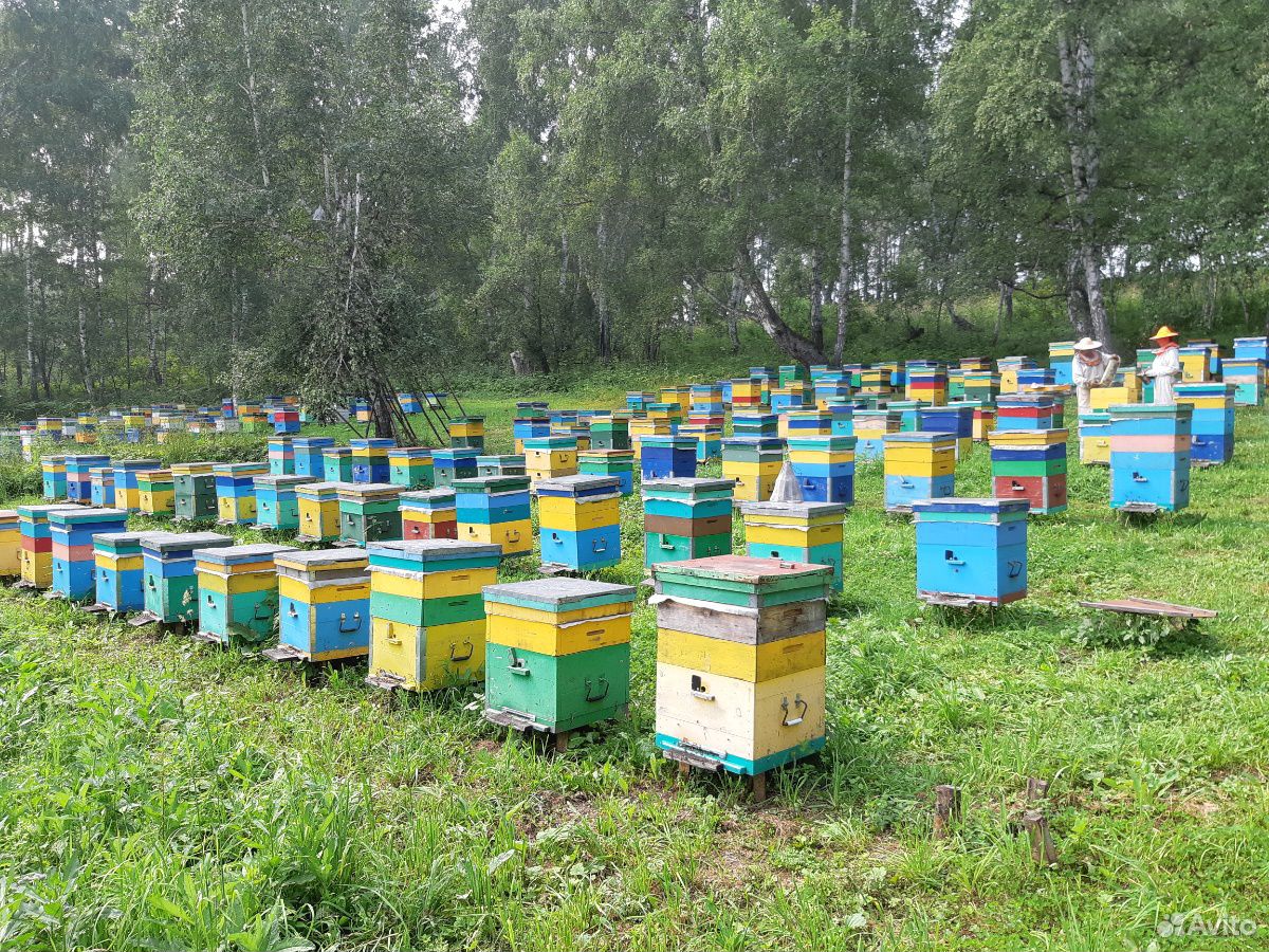 Натуральный дягилевый мёд 2020 купить на Зозу.ру - фотография № 5
