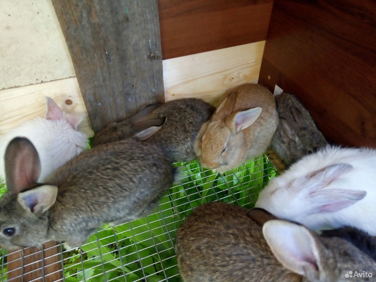 Крольчата.цена за мес купить на Зозу.ру - фотография № 4
