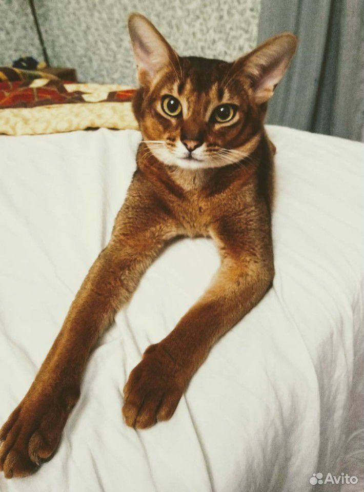 Абиссинский кот для вязки купить на Зозу.ру - фотография № 3