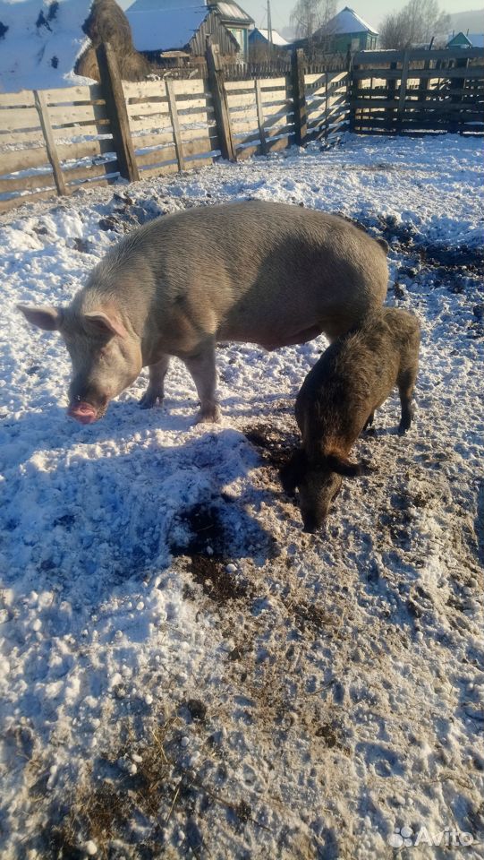 Продам свиней, поросят, разных пород купить на Зозу.ру - фотография № 9