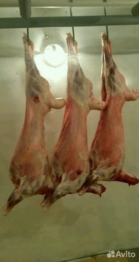 Мясо баранины домашнаяя купить на Зозу.ру - фотография № 2