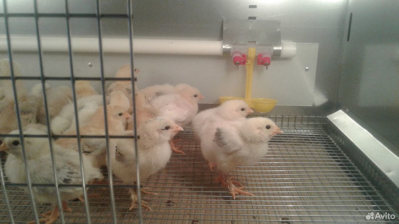 Продаются цыплята породы Адлерская Серебристая купить на Зозу.ру - фотография № 4