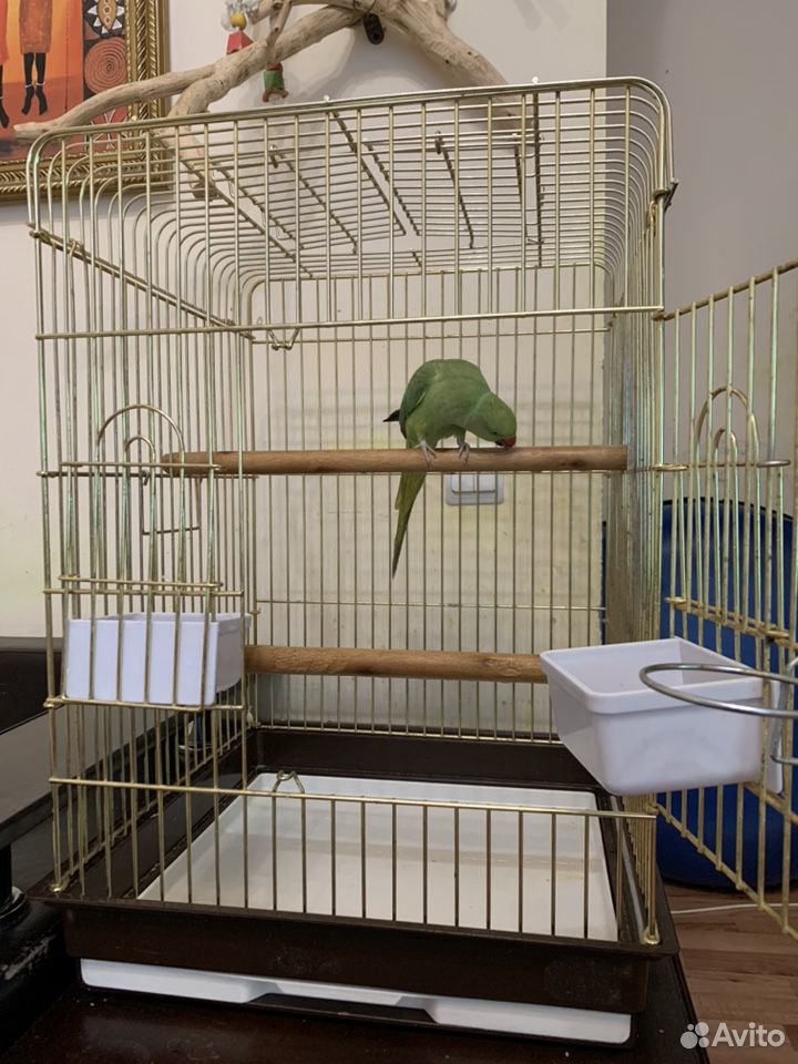 Ожереловый попугай с клеткой купить на Зозу.ру - фотография № 4