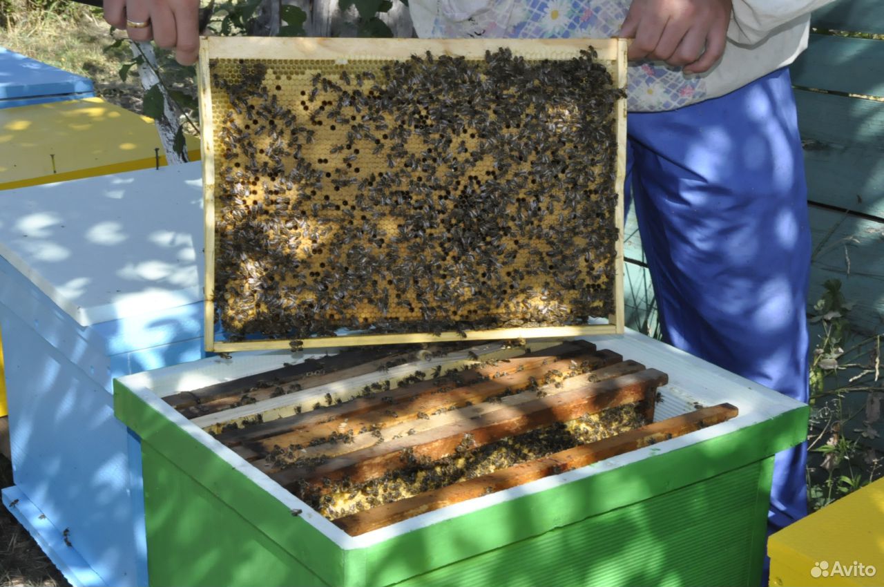 Пчелосемьями купить краснодарский. Пчеловодство в Краснодарском крае. Пчелосемьи. Пчелопакеты зимовалые. Продаются пчелосемьи.