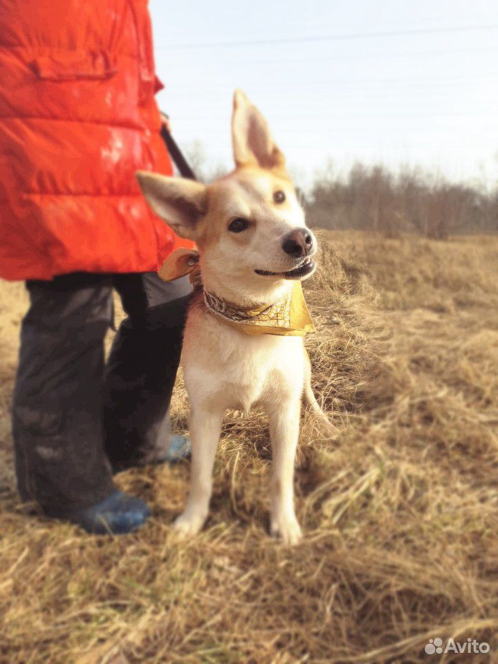 Собачка Эви ищет дом купить на Зозу.ру - фотография № 4