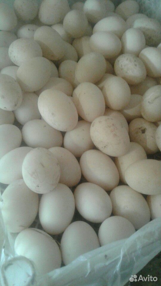 Утки яицо купить на Зозу.ру - фотография № 2