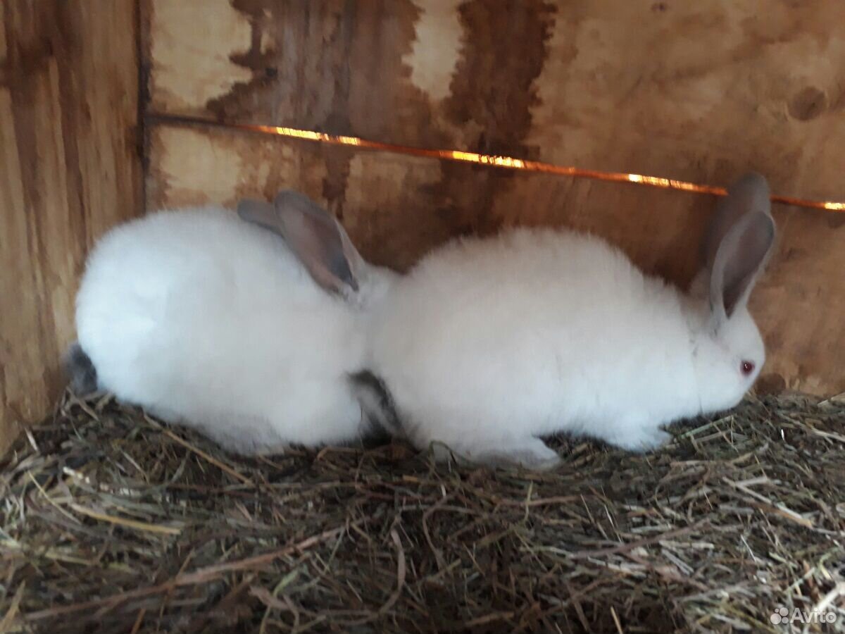 Купить Кроликов В Калужской Области Для Разведения