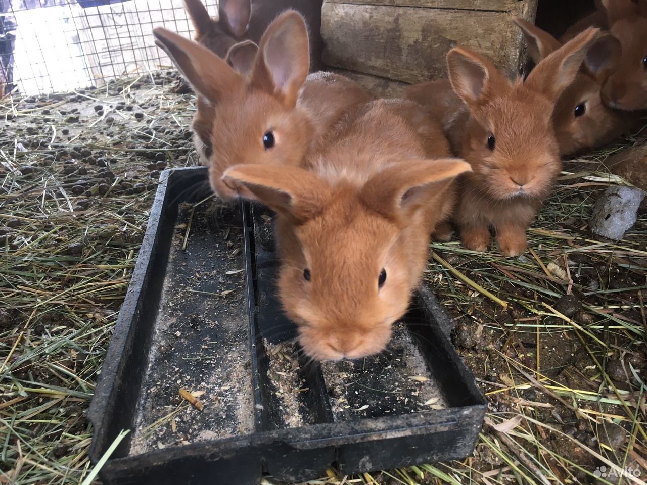 Новозеланский красные кролики купить на Зозу.ру - фотография № 2