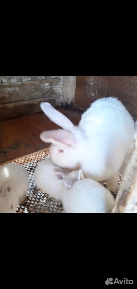 Белый великан с 8 крольчатами вместе купить на Зозу.ру - фотография № 4