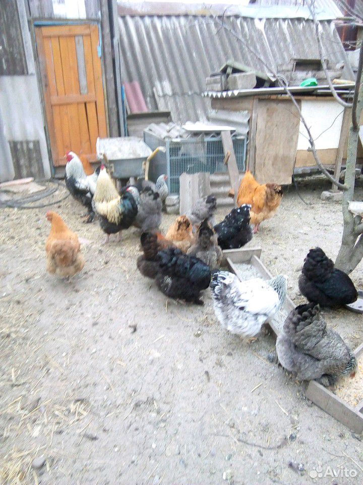 Цыплята купить на Зозу.ру - фотография № 5