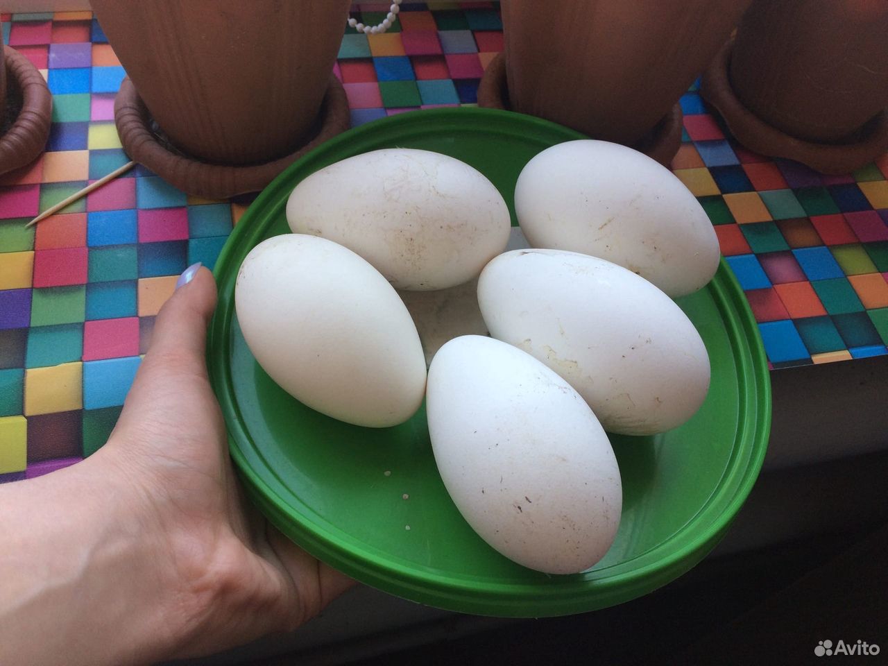 Петухи. Яйцо инкубационное (гусиное) купить на Зозу.ру - фотография № 5
