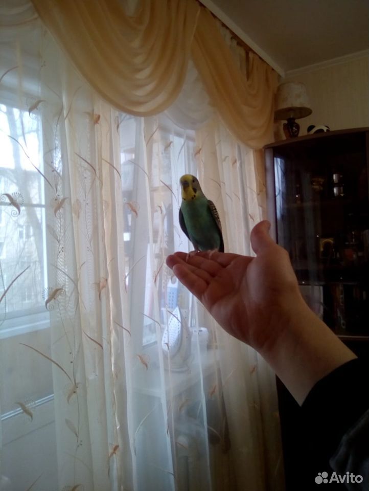 Продам волнистого попугайчика купить на Зозу.ру - фотография № 4