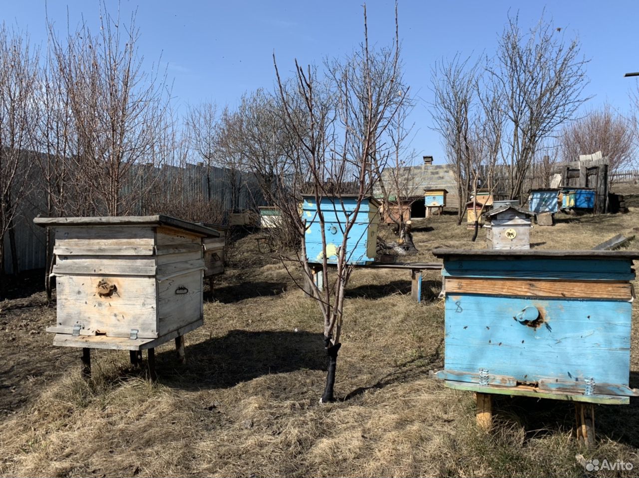 Продам пчелосемьи купить на Зозу.ру - фотография № 5
