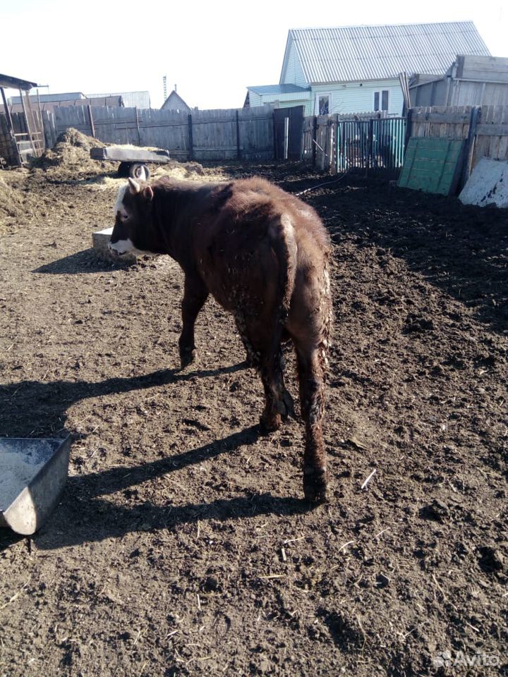 Продается 5 быков полуторагодовалые и одна телка купить на Зозу.ру - фотография № 4