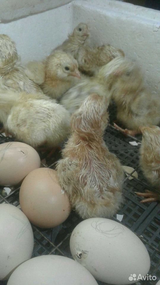 Цыплята суточные 11 апреля купить на Зозу.ру - фотография № 2