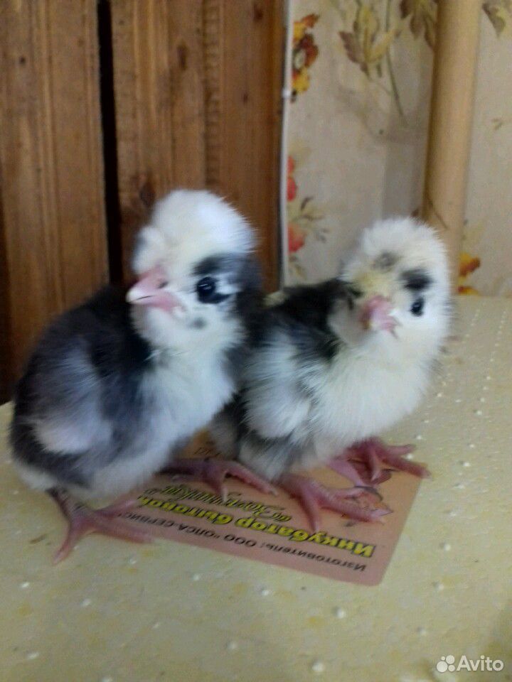 Цыплята белохохлые купить на Зозу.ру - фотография № 3
