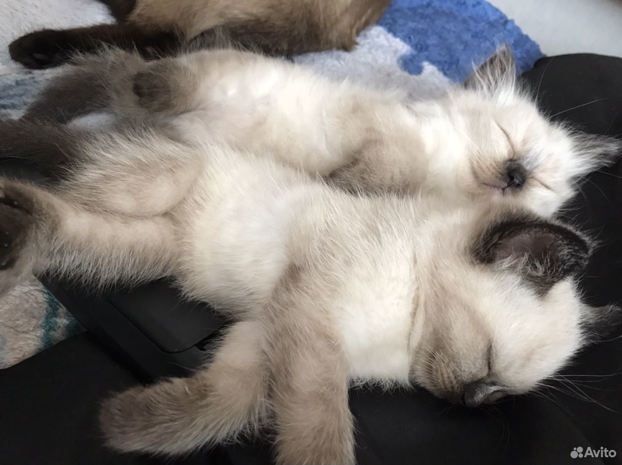Гуково кошки. Серая шотландская кошка на коленях. Гуково кошки. Гуково кошки. Корм ван для кошек реклама.