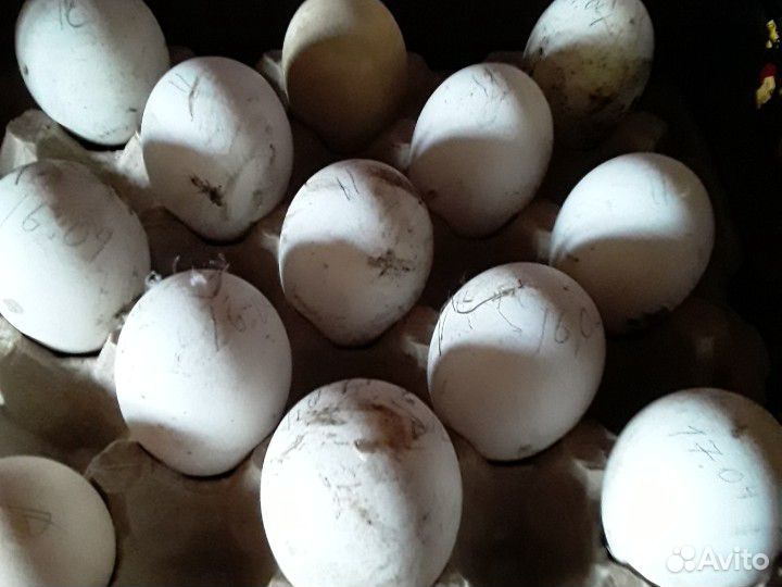 Гусиные яйца на инкубацию купить на Зозу.ру - фотография № 1