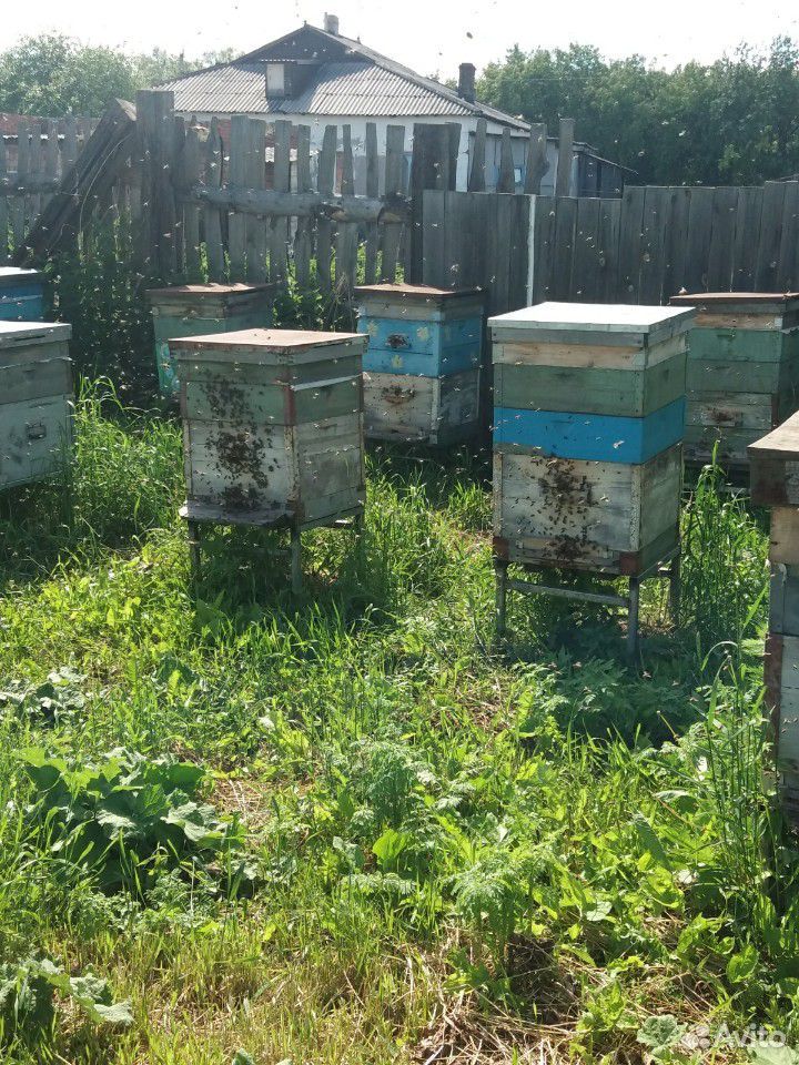 Пчёлосемьи купить на Зозу.ру - фотография № 2