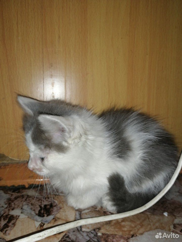 Отдам котят от кошки-мышеловки купить на Зозу.ру - фотография № 3