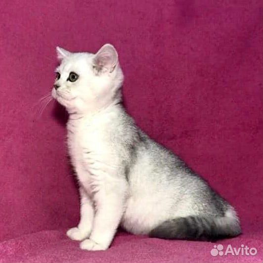 Британские к/ш котята золотистый серебристый окрас купить на Зозу.ру - фотография № 8