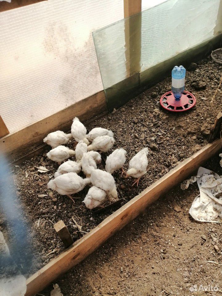 Цыплята бройлерные(1мес) купить на Зозу.ру - фотография № 2