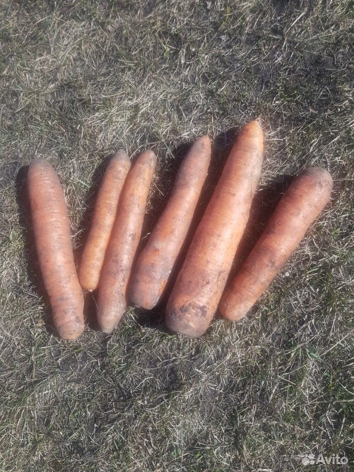 Картофель, морковь, свёкла, свежие, выращенные себ купить на Зозу.ру - фотография № 5