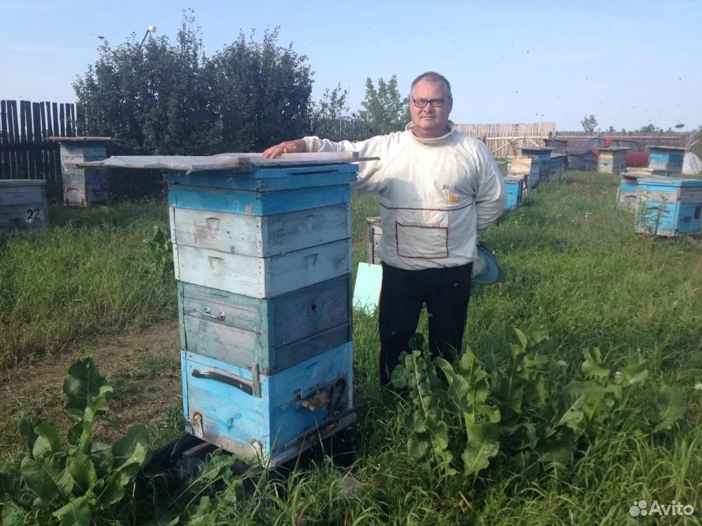 Пчёлы «карника» купить на Зозу.ру - фотография № 1