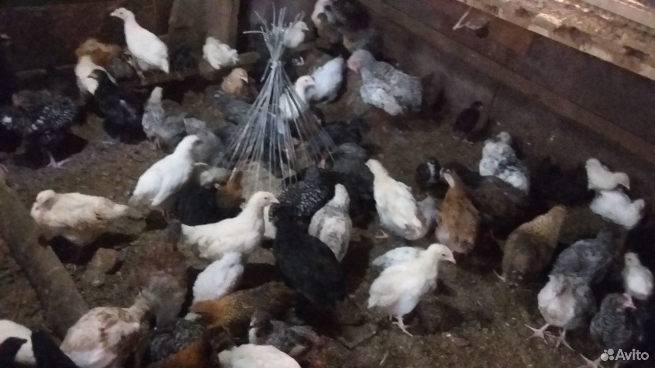 Продам цыплят, утят купить на Зозу.ру - фотография № 6