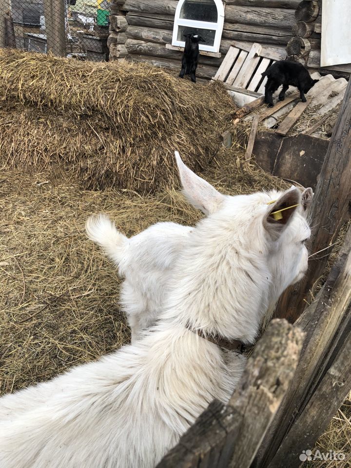 Продаётся дойная коза с козлятами купить на Зозу.ру - фотография № 2