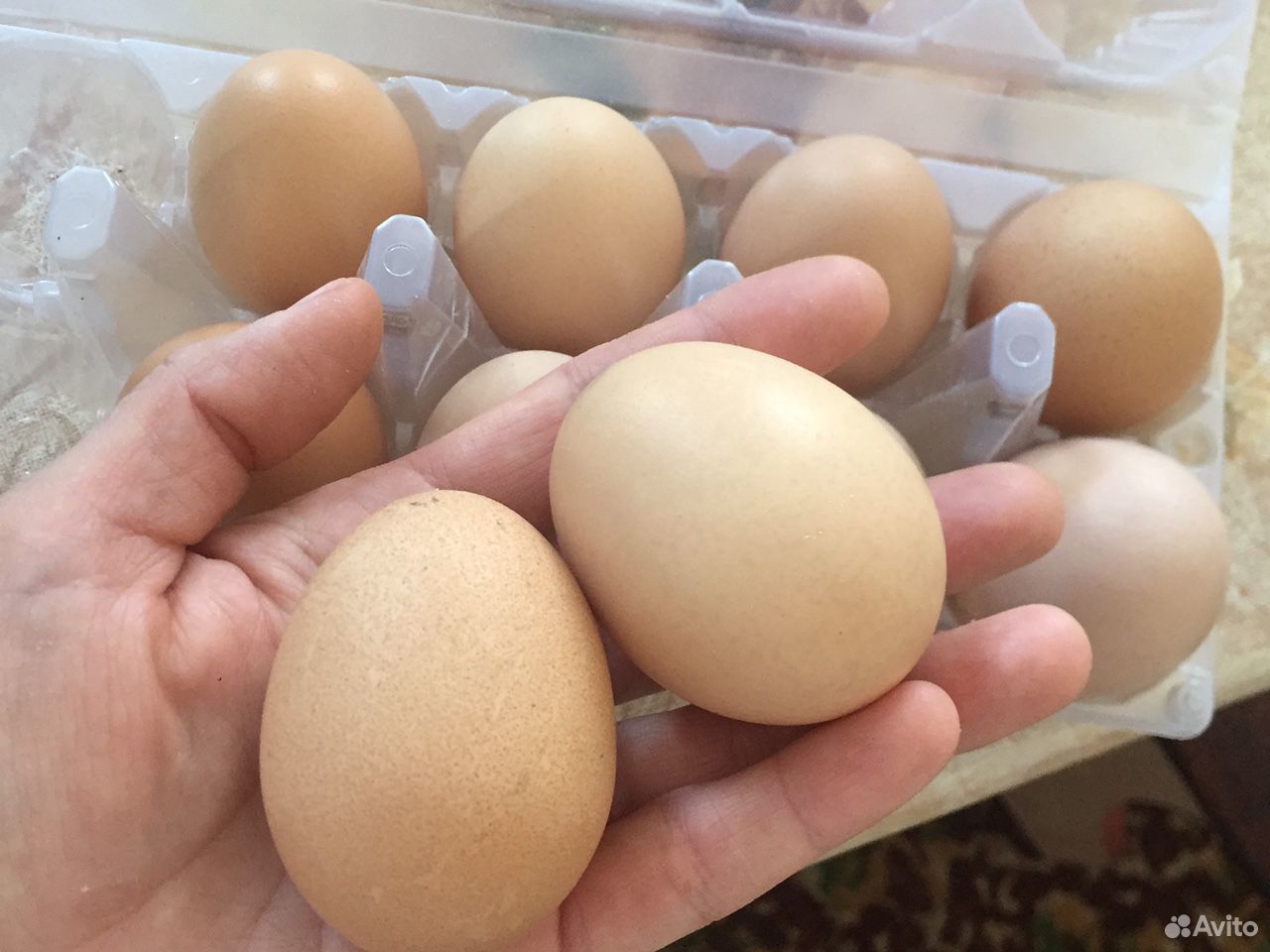 Яйца инкубационные Брамы купить на Зозу.ру - фотография № 1