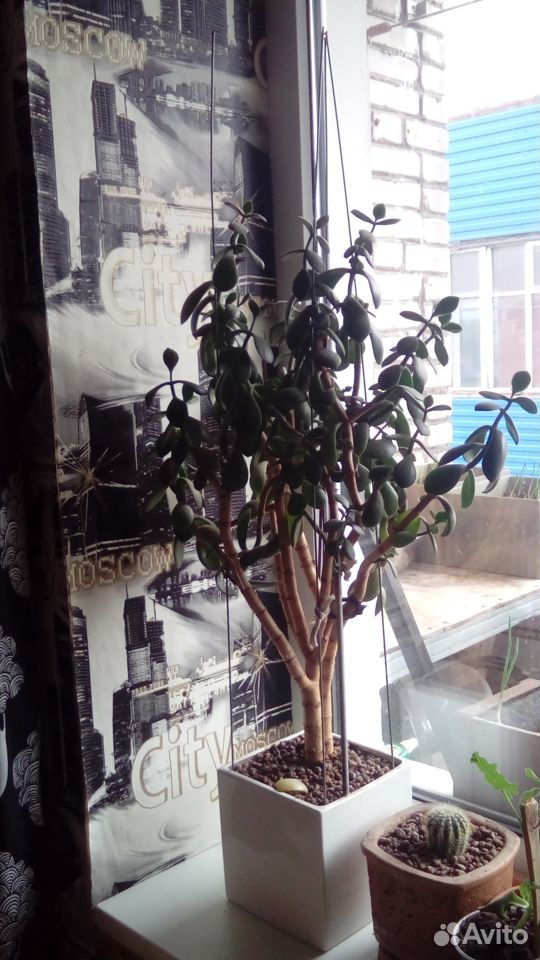 Денежное дерево купить на Зозу.ру - фотография № 2