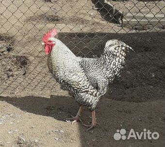 Продам цыплят, петухов, наседку купить на Зозу.ру - фотография № 4