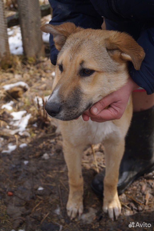 Чудесный щенок-подросток Чип хочет домой купить на Зозу.ру - фотография № 1