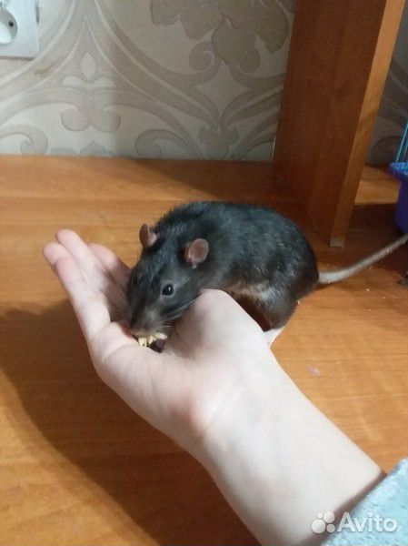 Крыса 1,5 года купить на Зозу.ру - фотография № 2