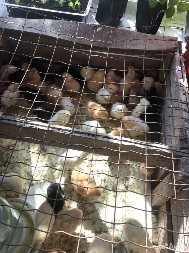 Продаю цыплят домашних цветных купить на Зозу.ру - фотография № 1