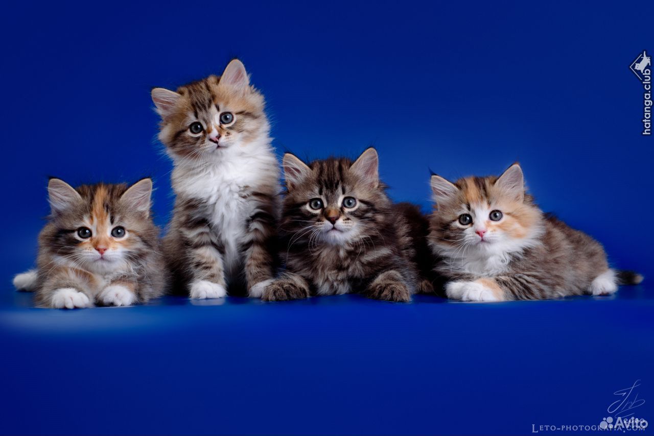 Котятки Сибирские Сибирские котятки Чистополь