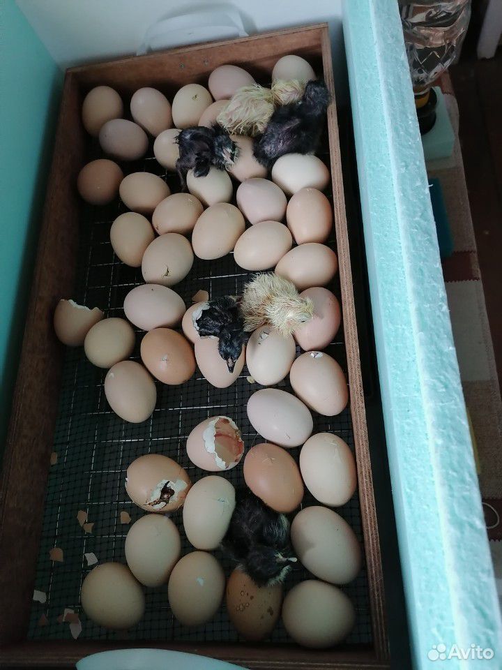 Инкубационное яйцо и цыплята купить на Зозу.ру - фотография № 3